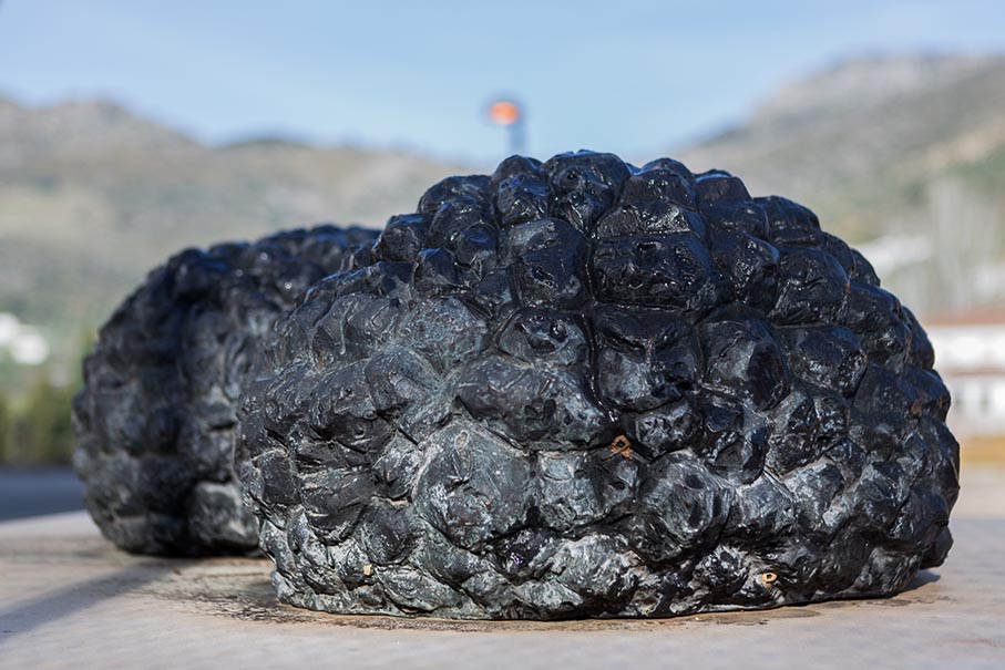 Tuber Aestivum