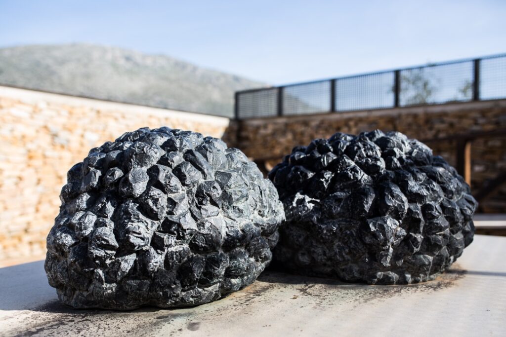 Tuber Aestivum