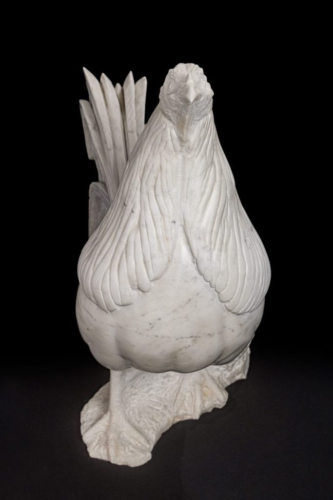 Gallo combatiente andaluz