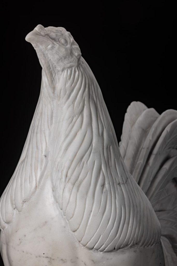 Gallo combatiente andaluz